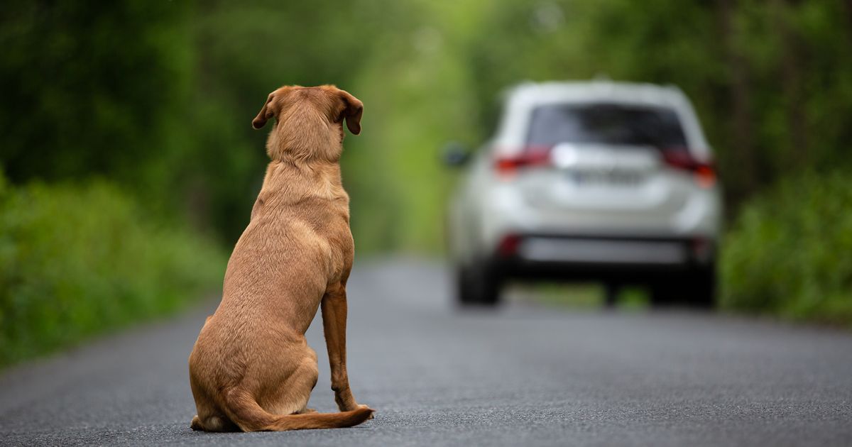 Herzergreifendes Wiedersehen: Familie findet Hund nach Jahre an Autobahn wieder