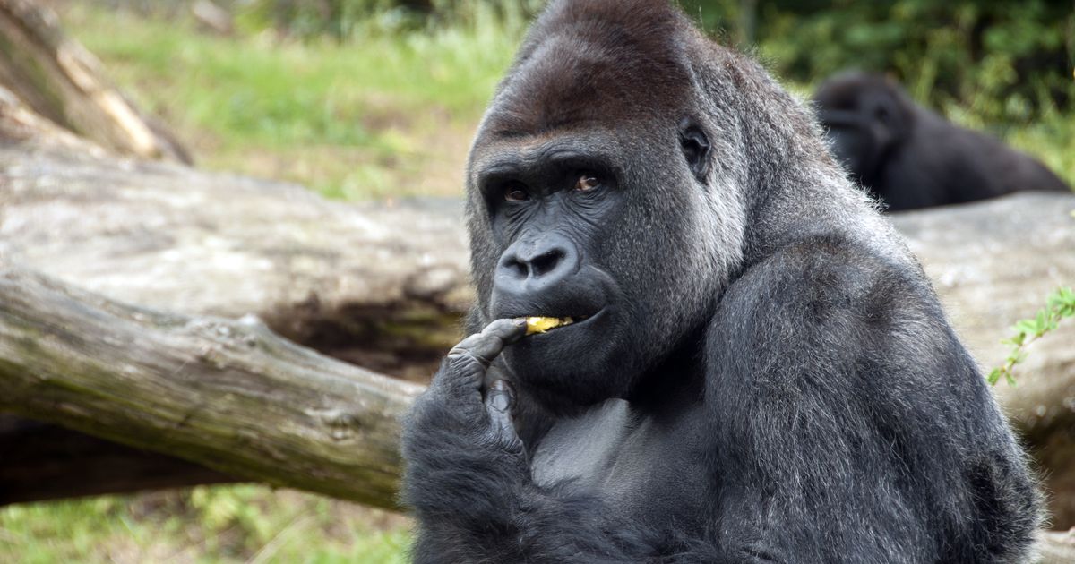 Tierpflegerin besucht mit Baby den Zoo - Gorilla-Dame reagiert rührend