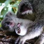 Gesetz der Umweltbehörde verlangt Tötung von verwaisten Baby-Koalas