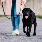 Unbekannter greift Frau an – Hund rettet sie