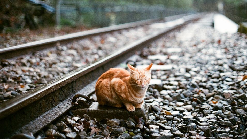 Katze wird von Zug überfahren