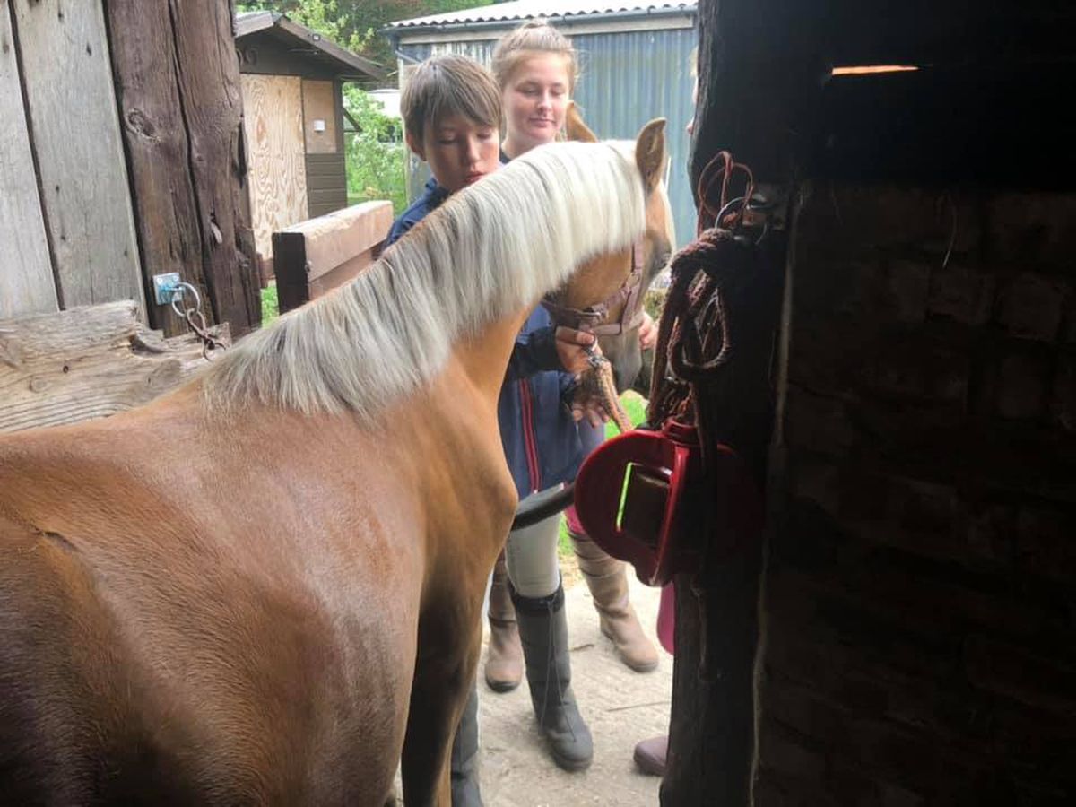 Pferd Vor Schlachter Retten information online