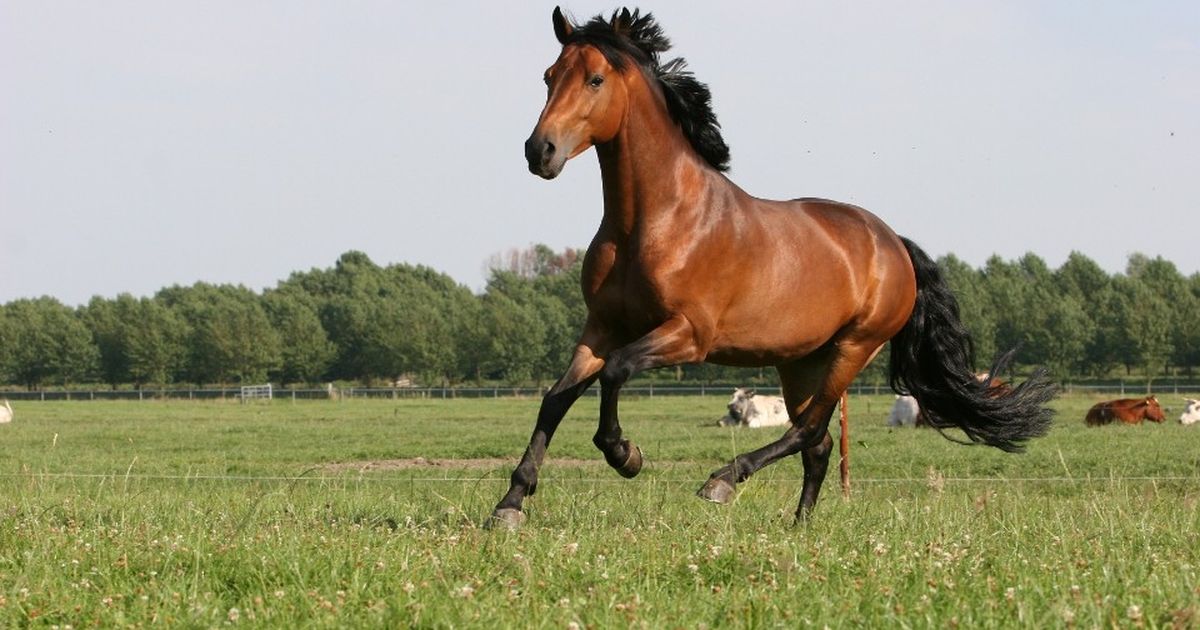 Pferd kaufen So finden Sie das Richtige für sich BUNTE.de