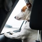 Hund im verschlossenen Auto