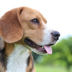 Forscher haben es geschafft und Beagles antrainiert, Lungenkrebs zu erschnüffeln!