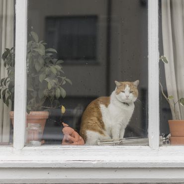 Deutsche Stadt verhängt monatelanges Ausgangsverbot für Katzen