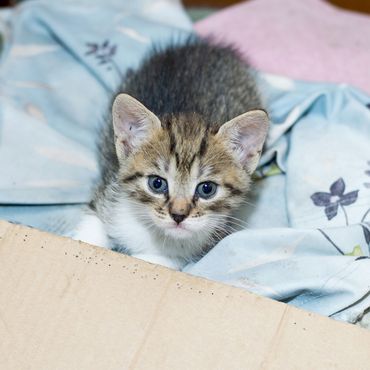 Alleine, verängstigt & unterkühlt: Katzen-Baby in Pappkarton ausgesetzt 