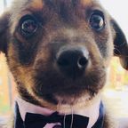 Tierheim-Hund putzt sich für Adoption raus – Familie lässt ihn im Stich