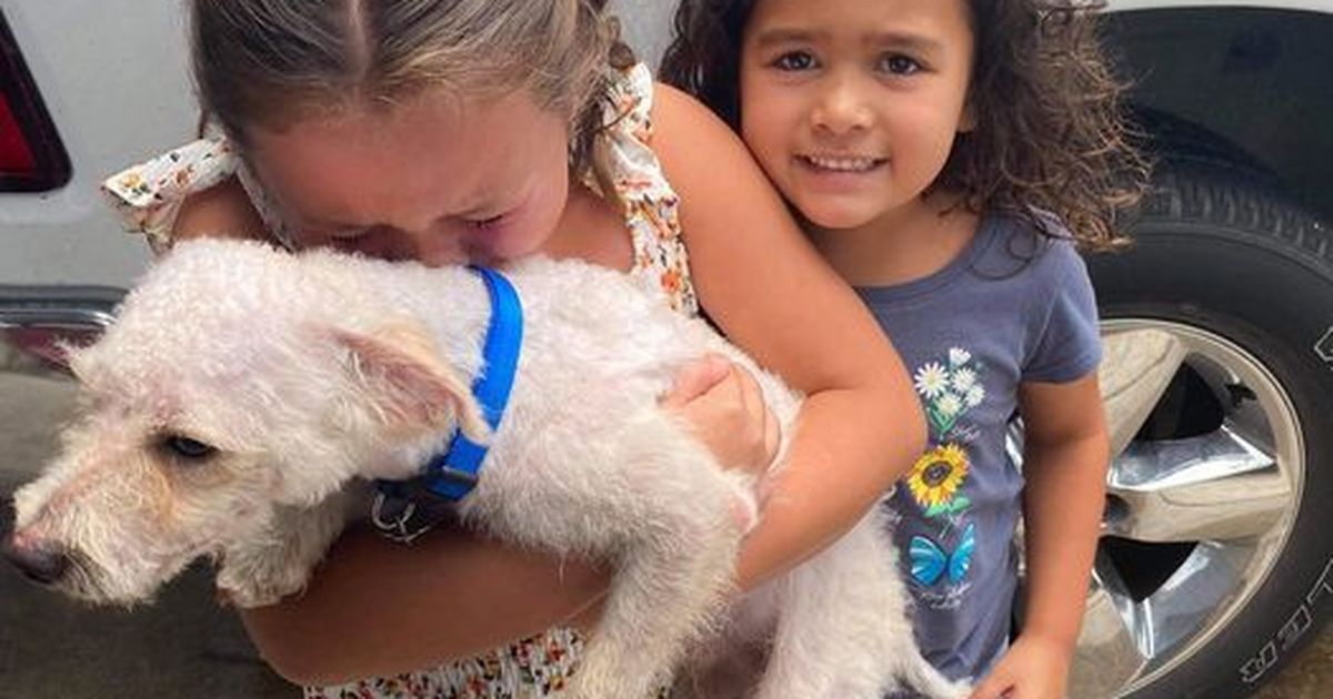 Überwältigende Freude: Vermisster Hund wird nach Wochen gefunden