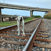Rettung in letzter Sekunde: Hund wurde am aktiven Bahngleis festgebunden 