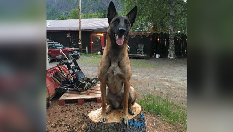 Heldenhafter Hund -  Er rettet seine Besitzerin vor einem Berglöwen – und stirbt