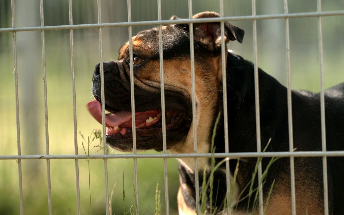 'Wer will so einen Hund?' Geschockter Martin Rütter bangt mit fast hoffnungslosem Fall
