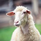 Schaf auf vier Rädern: Von der Mutter verstoßenes Lamm bekommt Rollstuhl