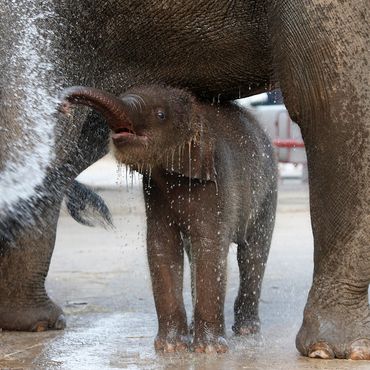 Baby-Elefant wird mit Bagger aus Brunnen gerettet