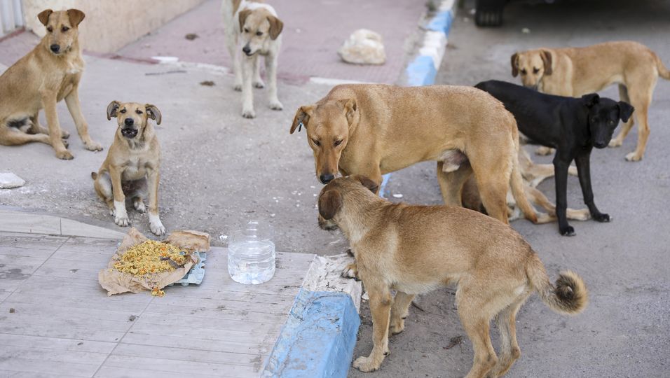 Selbstloser Tierfreund: Der obdachlose OIeg versorgt um 30 Straßenhunde
