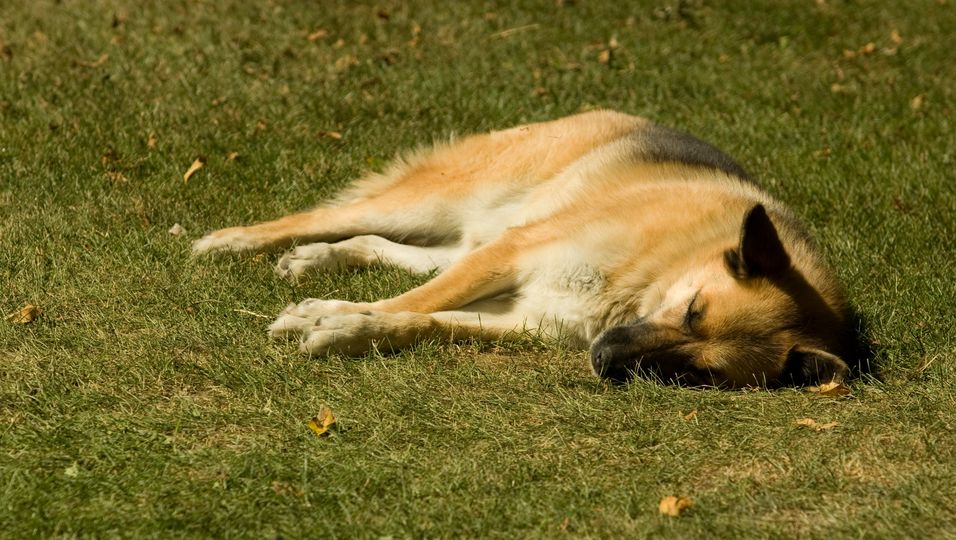 Parkhüter trägt Schäferhund mehrere Kilometer auf seinen Schultern in Sicherheit
