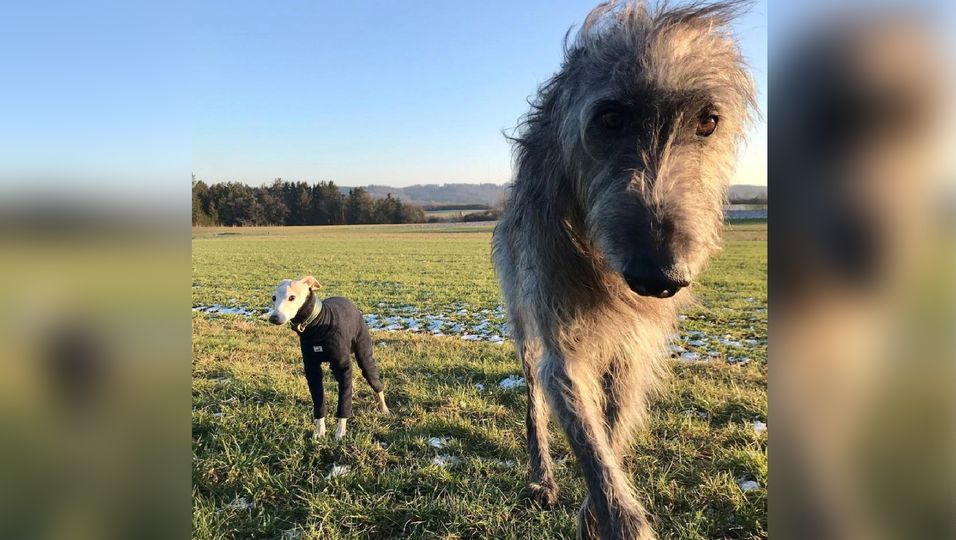 Zwei Hunde aus Bayern bringen Herzen zum schmelzen 