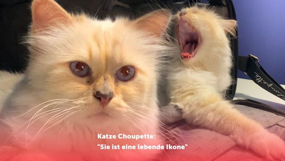 Katze Choupette zeigt sich in der Öffentlichkeit: "Sie ist eine lebende Ikone"