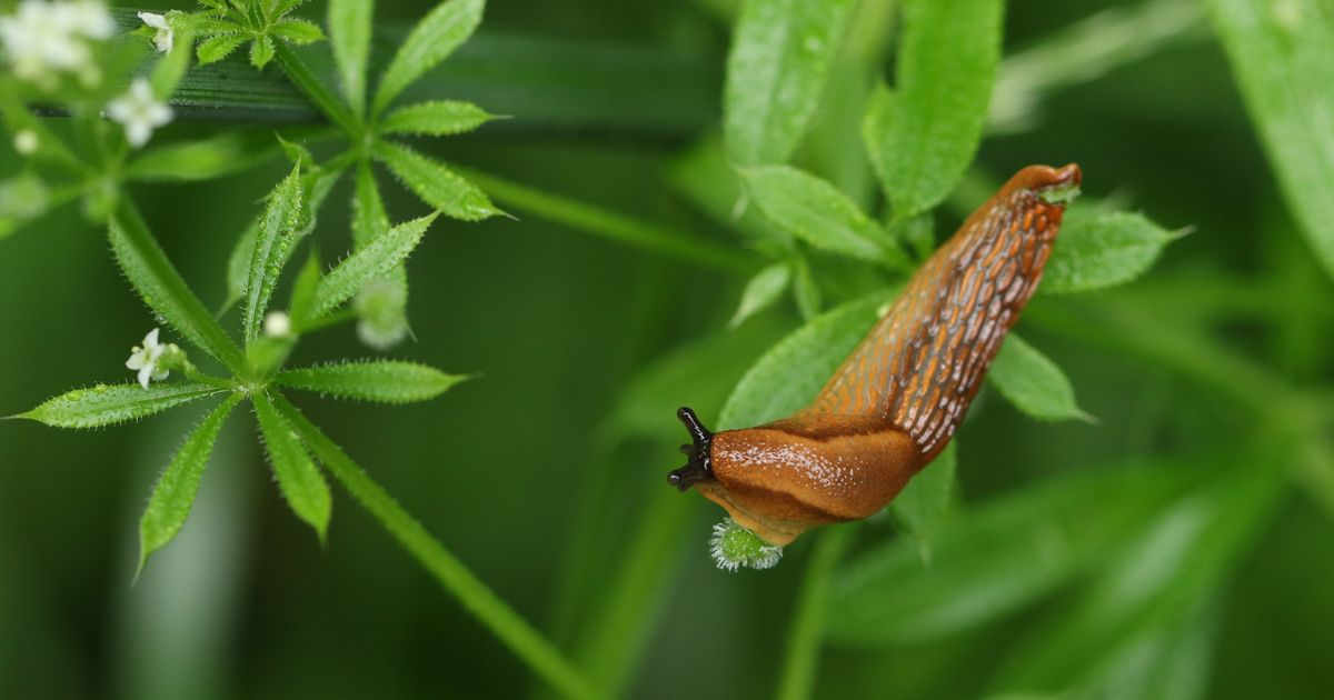 Gartentipp Mit einem simplen Hausmittel vertreibst du Nacktschnecken