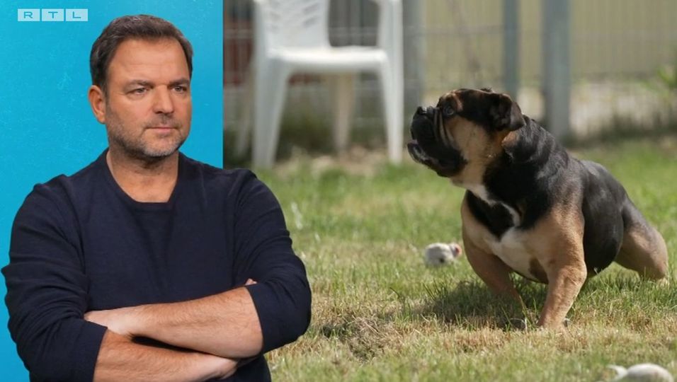 "Wer will so einen Hund?" Geschockter Martin Rütter bangt mit fast hoffnungslosem Fall