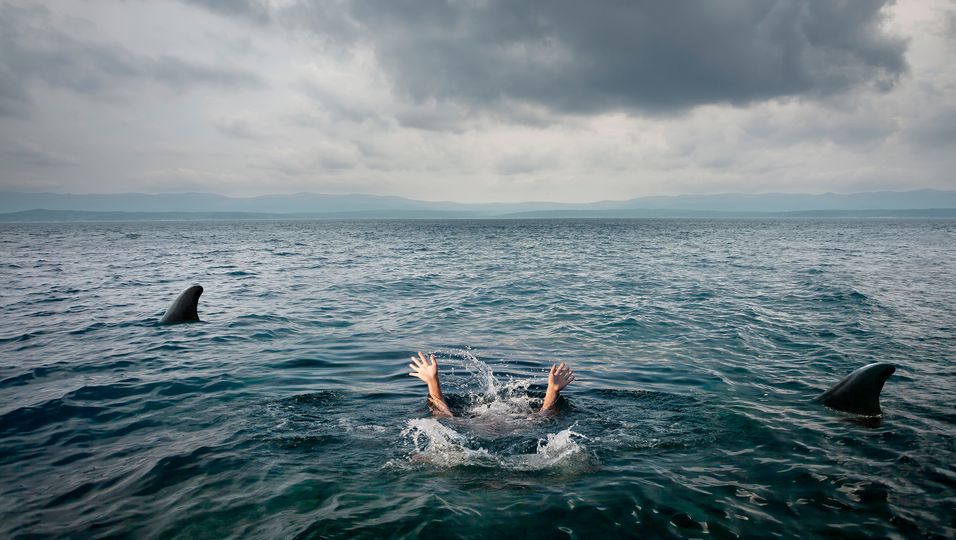 Filmreife Geschichte: Betrunkener stürzt von Schiff und schwimmt mit Haien