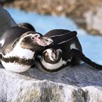 Pinguin-Geschwister verlieren Eltern – und spenden sich Trost