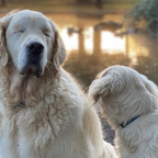 Welpe hilft blindem Hunde-Opa zurück ins Leben