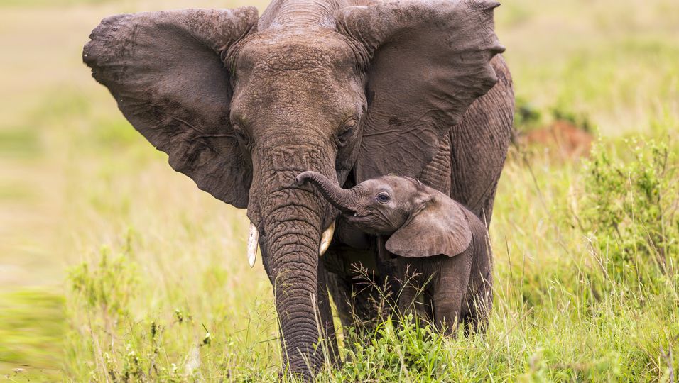 Einfach magisch: Ausgewilderter Elefant kehrt nach 20 Jahren zurück, um ihrem Retter ihr Baby vorzustellen