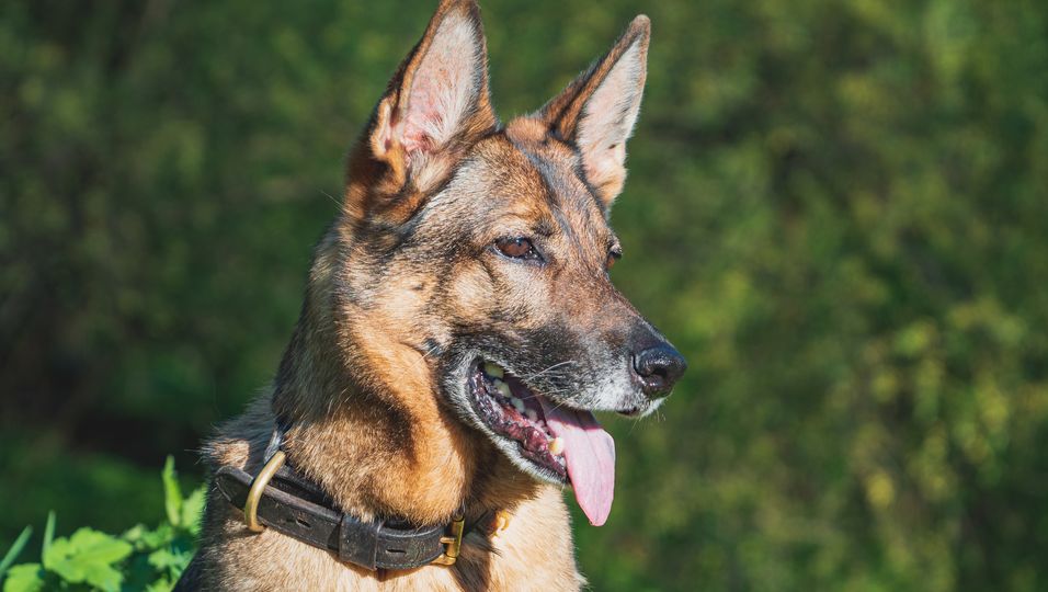 Polizei trauert rührend um Diensthund: "Auf Manni konnte man sich immer zu 100 Prozent verlassen"
