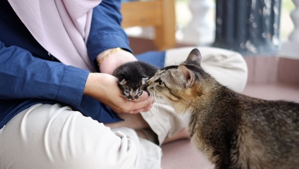 Katzen-Mutter hat findige Idee, wer sich um ihre Babys kümmern soll - Video begeistert Millionen