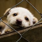 Aus Corona-Langeweile gekauft Traurige Bilanz: Immer mehr Welpen landen wegen Überforderung im Tierheim