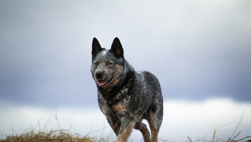 American Blue Bay Shepherd: Der "perfekte" Wolfshund