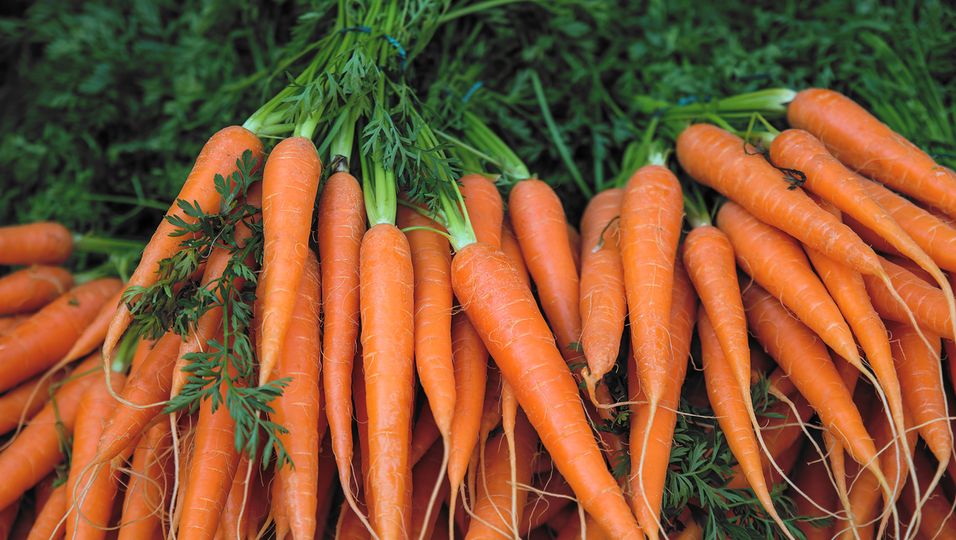 Karottengrün muss nicht weggeschmissen werden, sondern eignet sich prima zum Kochen.