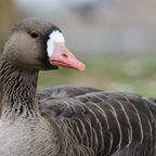 Vogelgrippe-Alarm! Erster Fall der Saison in Deutschland