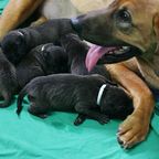Liebende Hundemama: Nach Phantomschwangerschaft adoptiert Hündin fremde Welpen