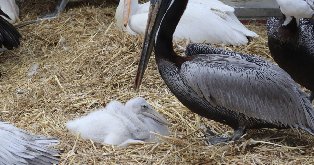 Schwules Pelikan-Pärchen adoptiert Küken in Tierpark Berlin