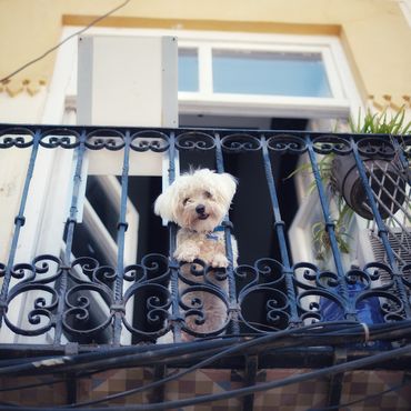 Frau sperrt ihren Hund bei Hitze auf den Balkon