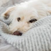 Rührendes Video: Tierheim-Hunde bekommen zum ersten Mal eine eigene Decke – ihre Reaktionen gehen ans Herz