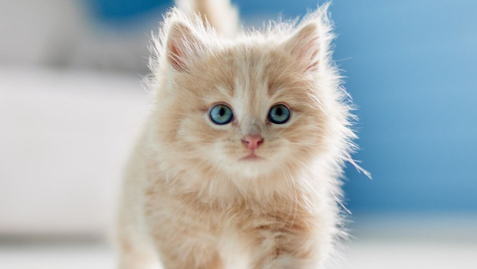 Die zehn beliebtesten Katzennamen für Katze und Kater