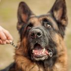 Polizeihund beherrscht Herz- Lungen- Massage – inklusive Puls-Kontrolle