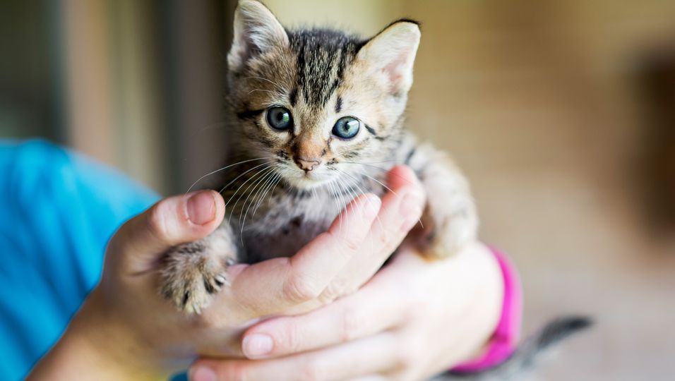 Tierbaby-Drama mit Happy-End: Katzen-Baby aus Müllwagen gerettet – es hatte noch die Nabelschnur am Körper