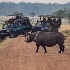 Nashorn rastet im Safari-Park aus und attackiert Auto
