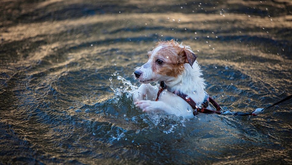 Mit vollem Körpereinsatz : Junge Männer holen Hund aus einem Kanal - ihre Rettungsaktion sah aus wie eine Nummer von "Cirque du Soleil"