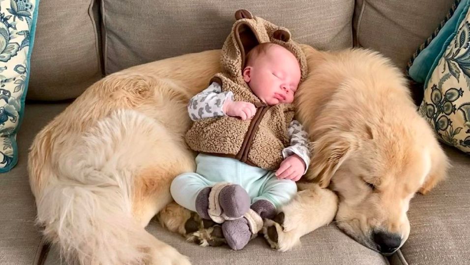 Hund mit Baby