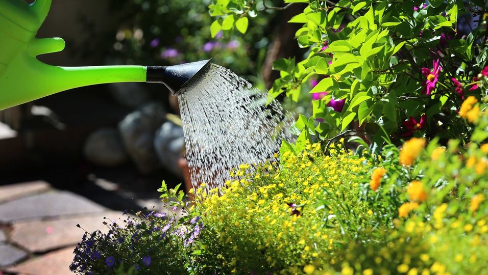 An heißen Tagen benötigen Pflanzen im Garten viel Wasser - es kommt aber darauf an, sie richtig zu gießen.