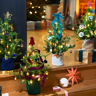 Bloom&Wild Weihnachtsbäume im Bunte Shopping-Deal