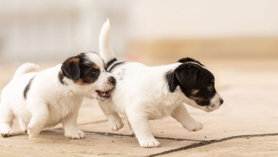 Hunde-Brüder landen gemeinsam im Tierheim – und trösten sich durch "Pfötchenhalten"