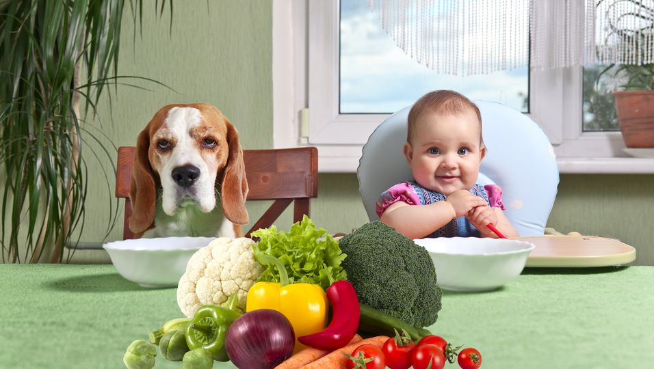 Kleines Kind isst monatelang kein Gemüse - Dann kam Hund Brick zur Hilfe