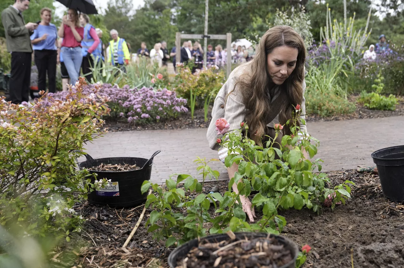 Prinzessin Kate pflanzt eine Rose im RHS Wellbeing Garden des Colchester Krankenhauses in Essex.