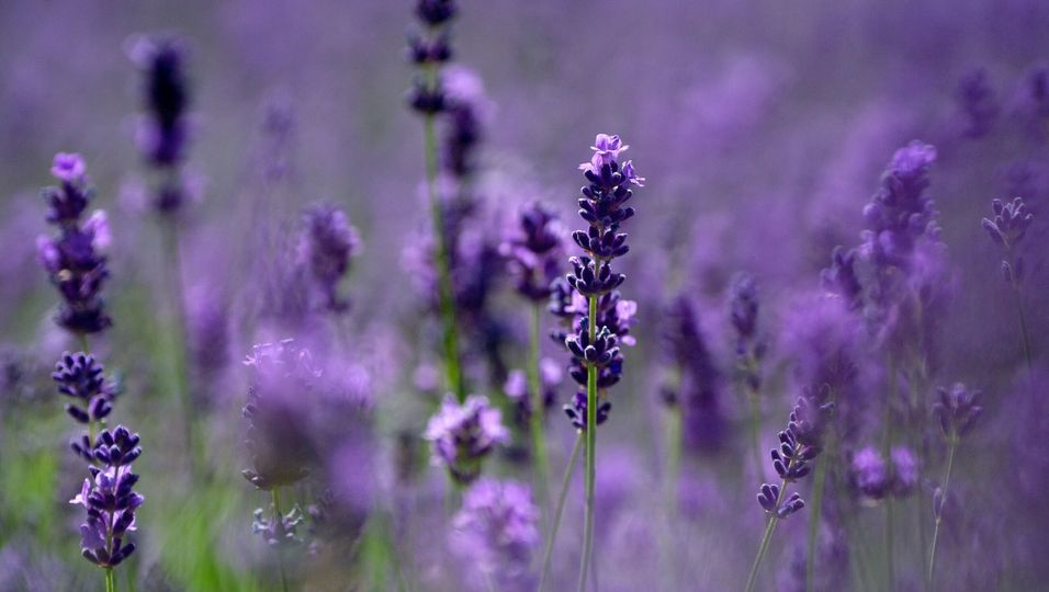 Die Blüten von Lavendel passen gut zu Desserts und Fisch.